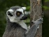 Lemur