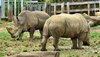 rhino relations2