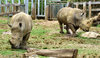 rhino relations1