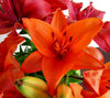 lily display4