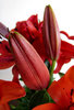 lily display6