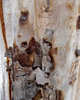 peeling bark textures2