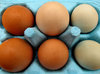 egg pack4