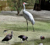 dancing brolga2