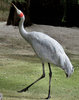 dancing brolga1
