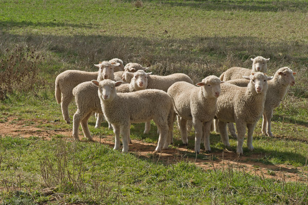 Mob Of Sheep