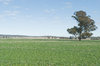 agriculture