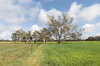 agriculture