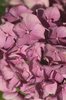 Hydrangea