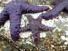 small starfish