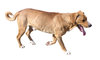 Dog isolated