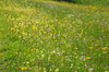 flower meadow