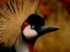 Crowned crane