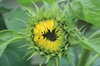 Sunflower opening