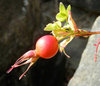 rosehip