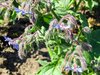 common borage