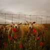 Lambs