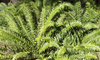 Ferns