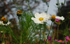 cosmos flower