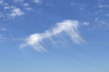 Clouds like jellyfish
