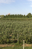 Intensive agriculture