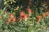 Indian paintbrush flowers