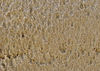 rain spattered sand3