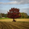 Fall