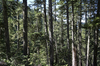 Conifer forest