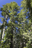 Conifer forest