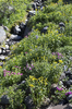 Mountain flowers