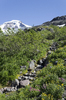 Mountain flowers