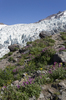 Mountain flowers