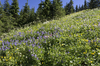 Mountain flowers