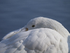 Snoozing Goose.