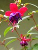 hanging fuchsia
