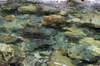 Clear cold river