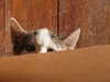 shy kitten