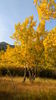 Autumn Leaves