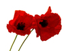 Poppies