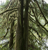 Mossy tree