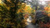 Autumn Leaves