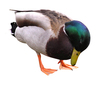 Sleeping duck
