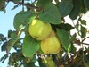 quince tree