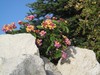 lantana bush