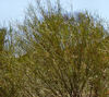 bush shrubbery1