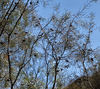 bush shrubbery2