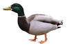 Duck with tongue