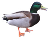 Duck isolated