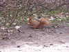 Red squirrel